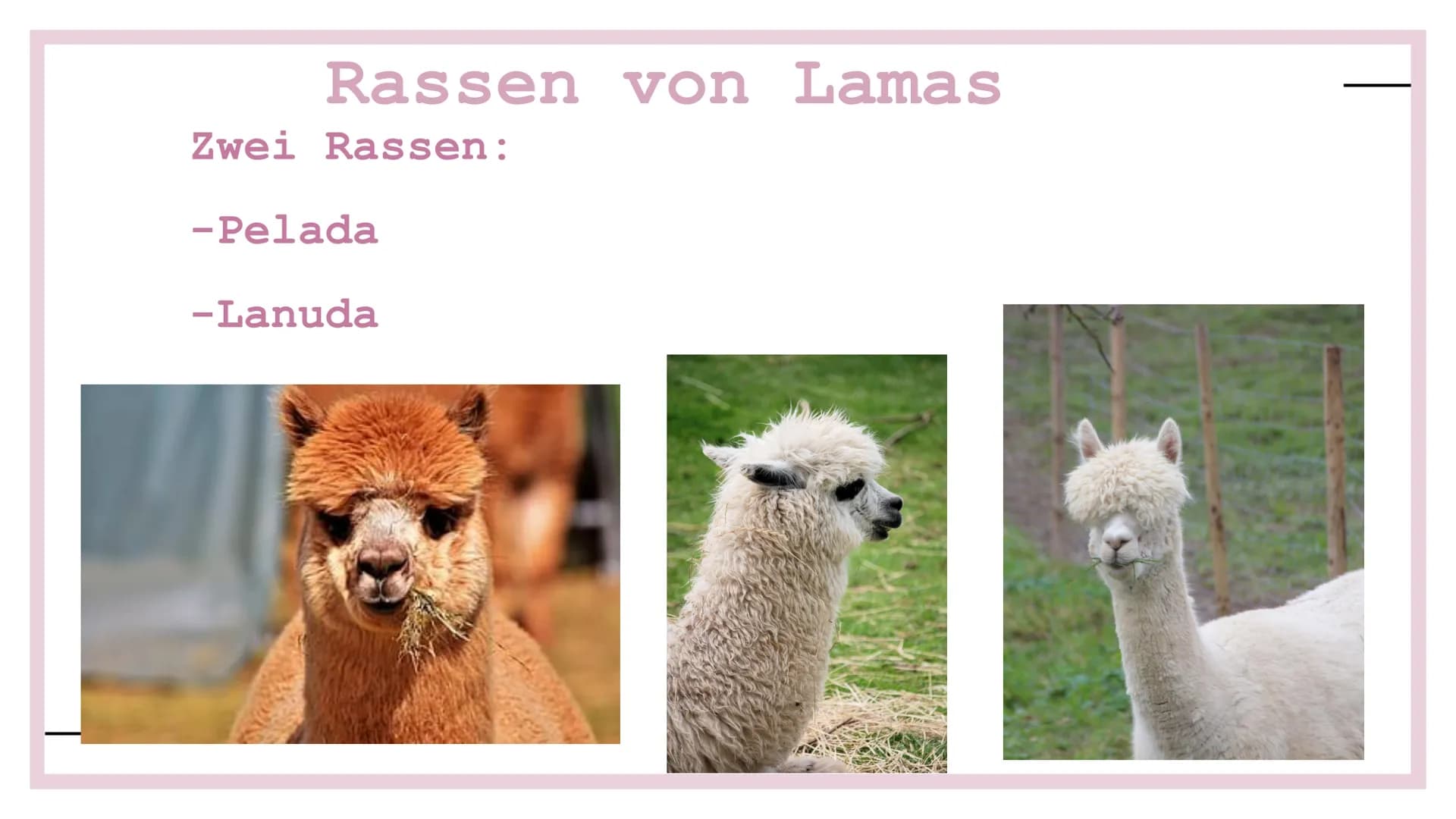 Der lama Die Lamas
fressen
Blätter
und Gras. Die Lamas sind
behaart.
Wolle produzieren.
Behaart: Peloso
Wolle: Lana Die Lamas spucken, wenn 