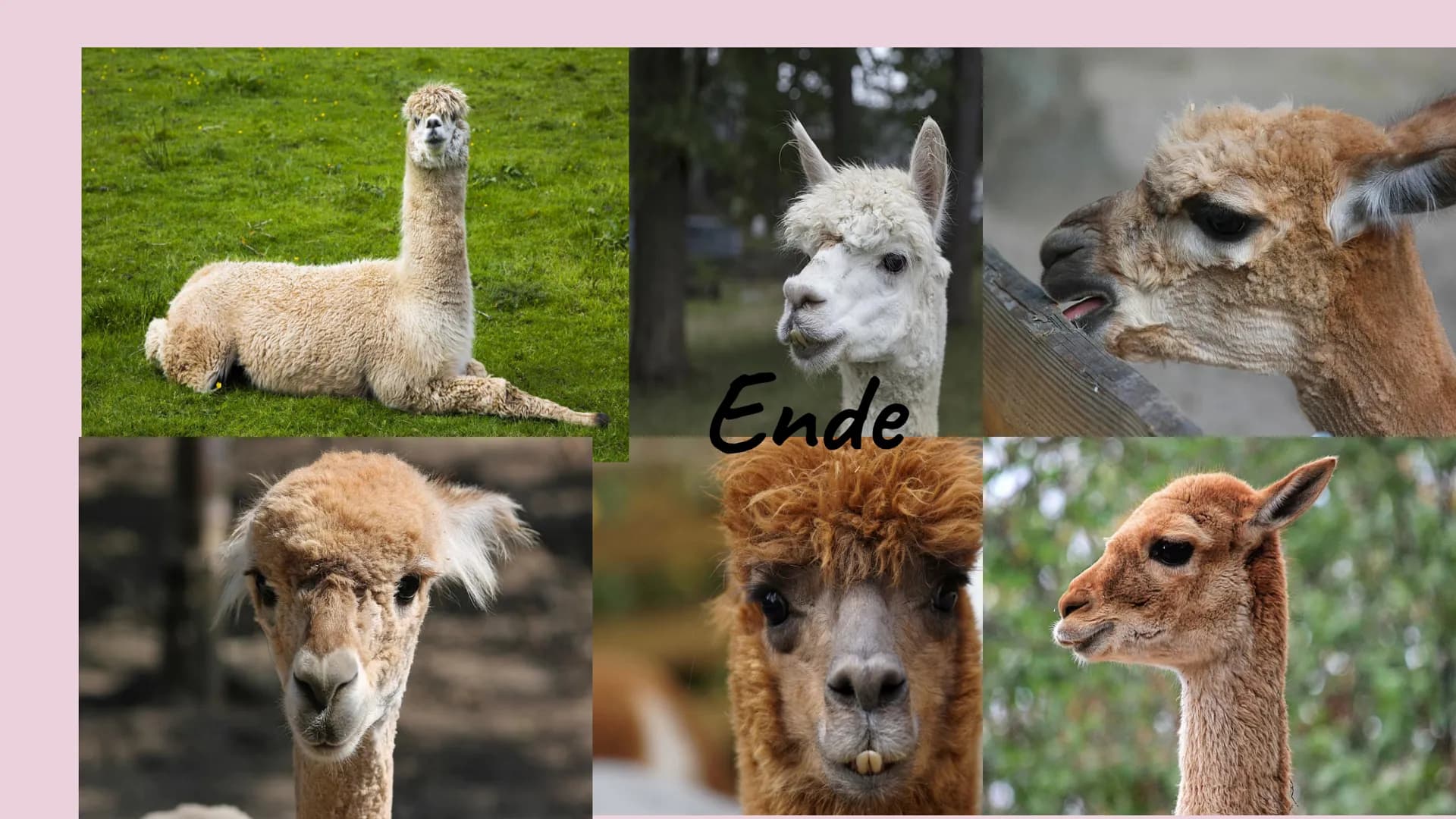 Der lama Die Lamas
fressen
Blätter
und Gras. Die Lamas sind
behaart.
Wolle produzieren.
Behaart: Peloso
Wolle: Lana Die Lamas spucken, wenn 