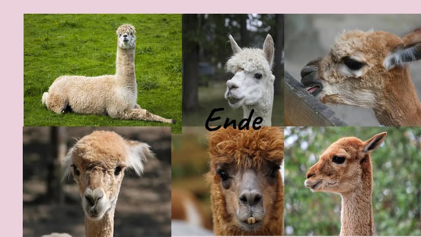 Der lama Die Lamas
fressen
Blätter
und Gras. Die Lamas sind
behaart.
Wolle produzieren.
Behaart: Peloso
Wolle: Lana Die Lamas spucken, wenn 