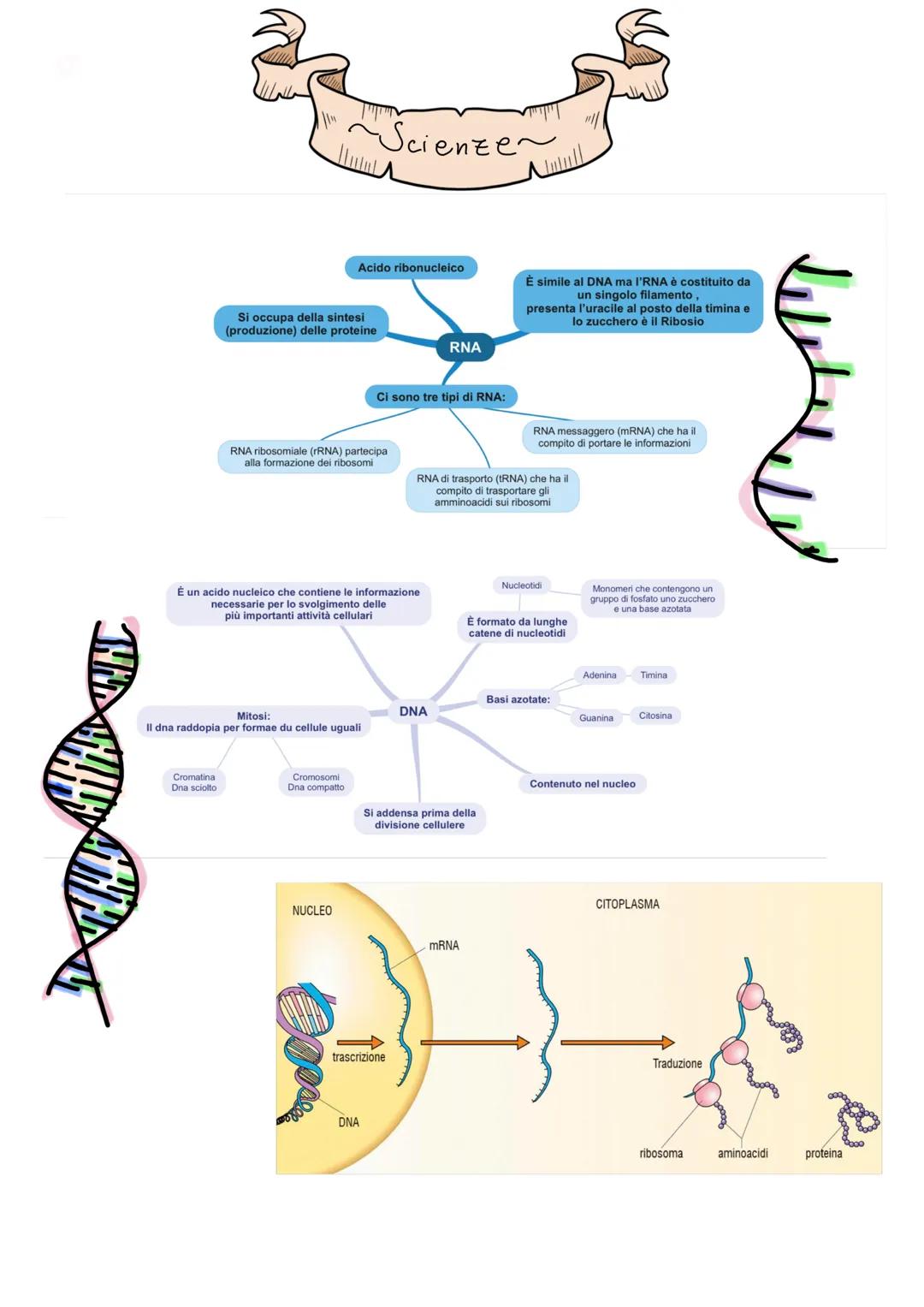 Cromatina
Dna sciolto
~~Scienze
Si occupa della sintesi
(produzione) delle proteine
Acido ribonucleico
RNA ribosomiale (rRNA) partecipa
alla