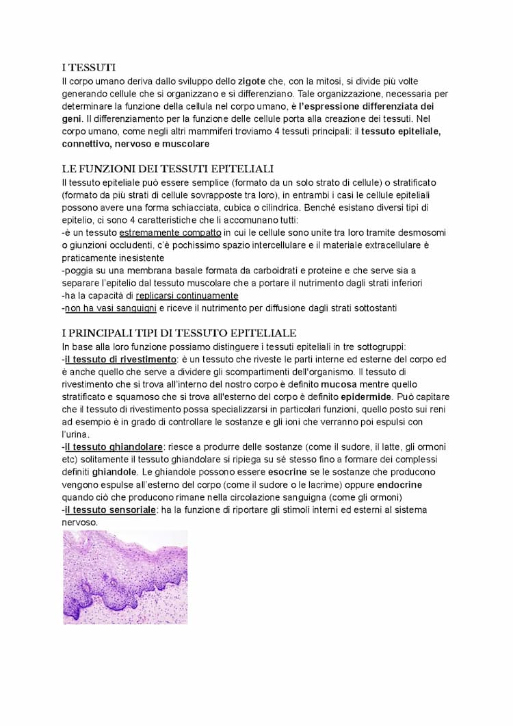 Know i tessuti del corpo umano (biologia) thumbnail