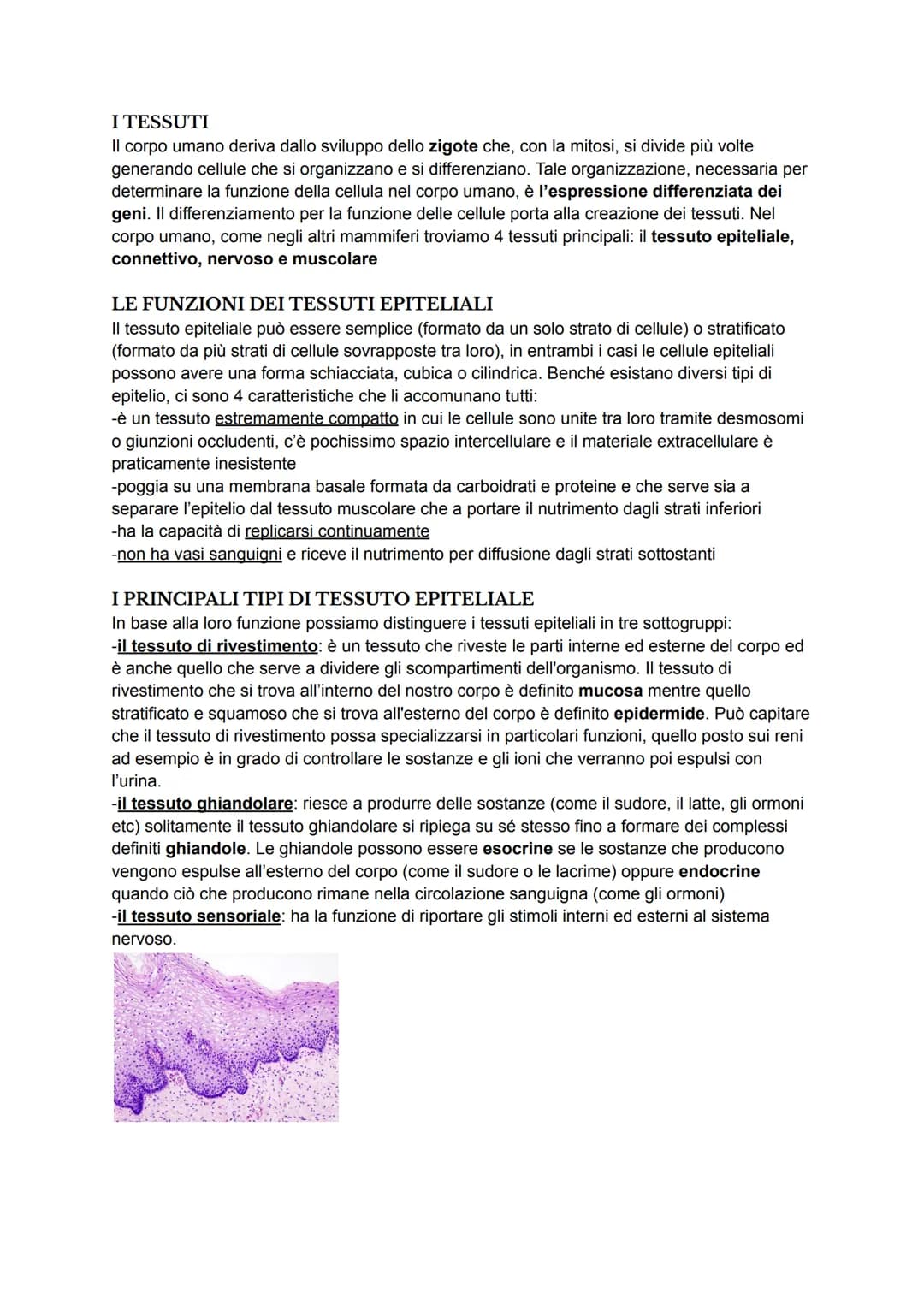 I TESSUTI
Il corpo umano deriva dallo sviluppo dello zigote che, con la mitosi, si divide più volte
generando cellule che si organizzano e s