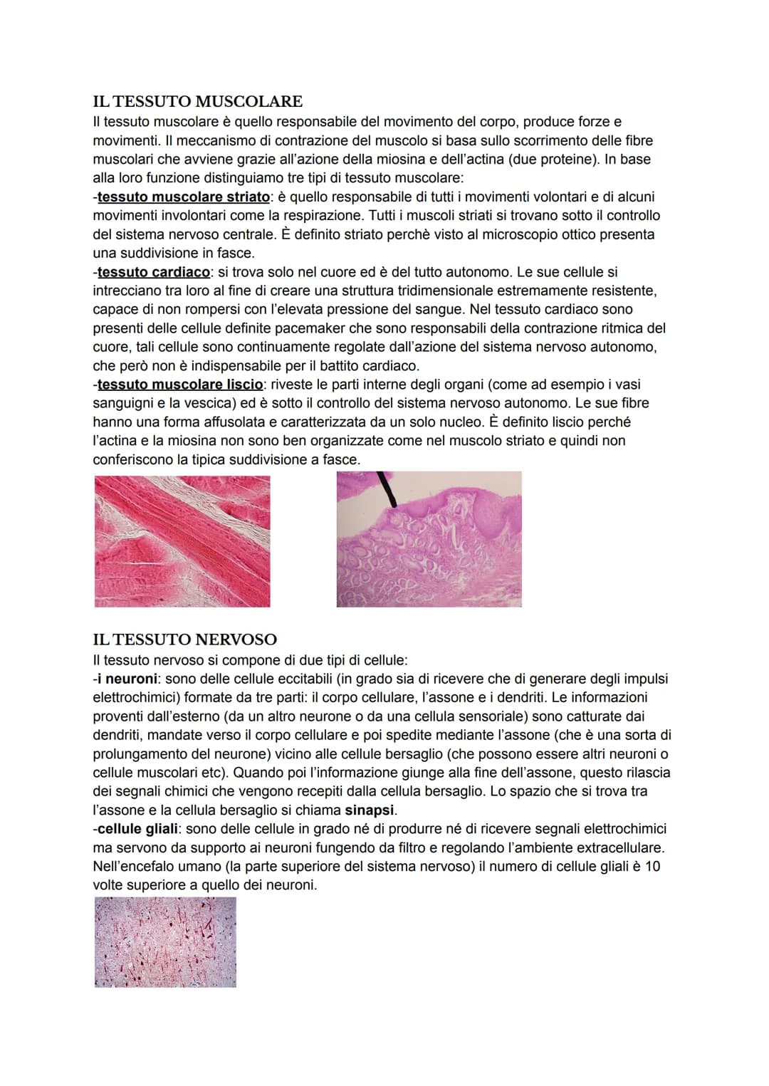 I TESSUTI
Il corpo umano deriva dallo sviluppo dello zigote che, con la mitosi, si divide più volte
generando cellule che si organizzano e s