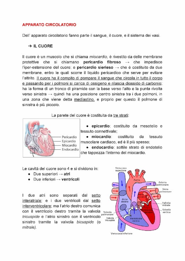 Know dispense apparato cardiocircolatorio  thumbnail