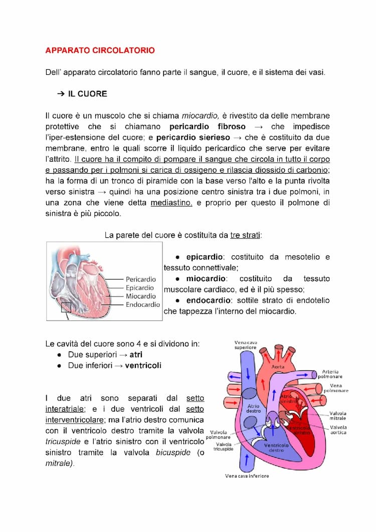 Know dispense apparato cardiocircolatorio  thumbnail