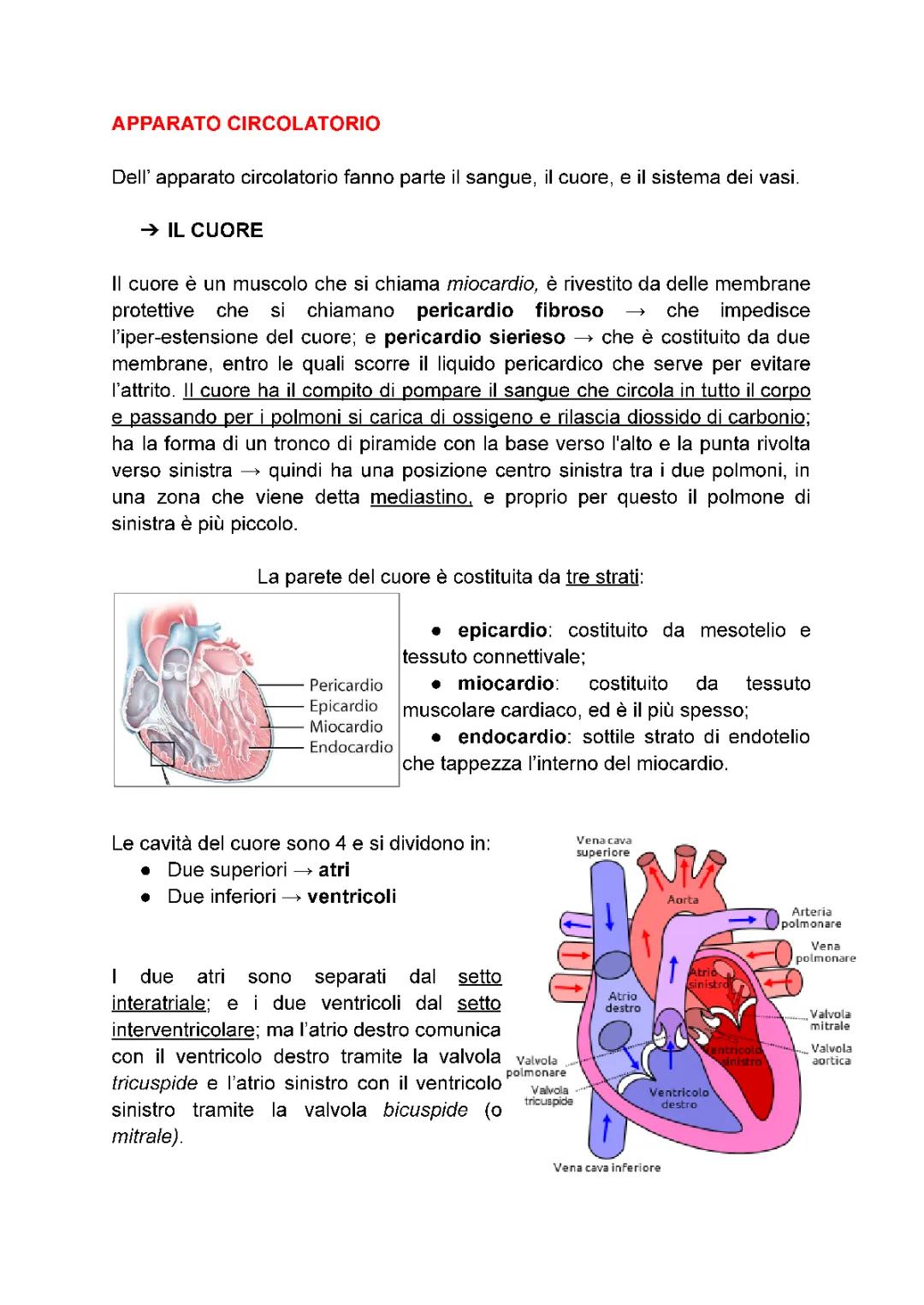 Come funziona il cuore e l'apparato cardiocircolatorio: Schema e Riassunto