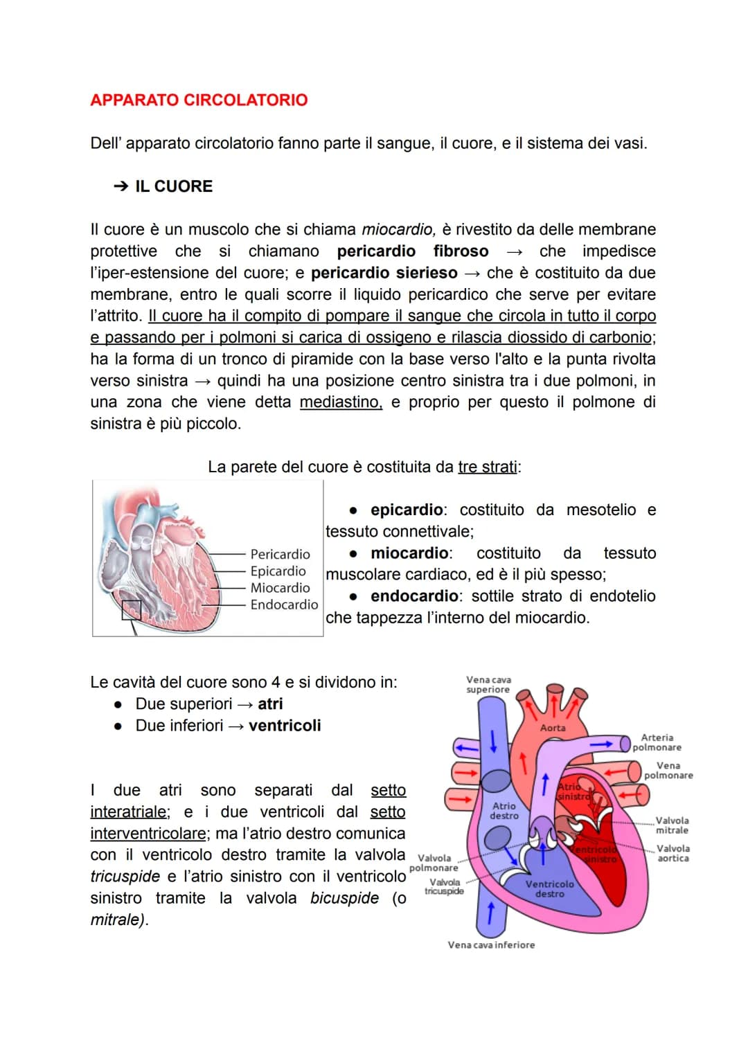 APPARATO CIRCOLATORIO
Dell'apparato circolatorio fanno parte il sangue, il cuore, e il sistema dei vasi.
→ IL CUORE
Il cuore è un muscolo ch