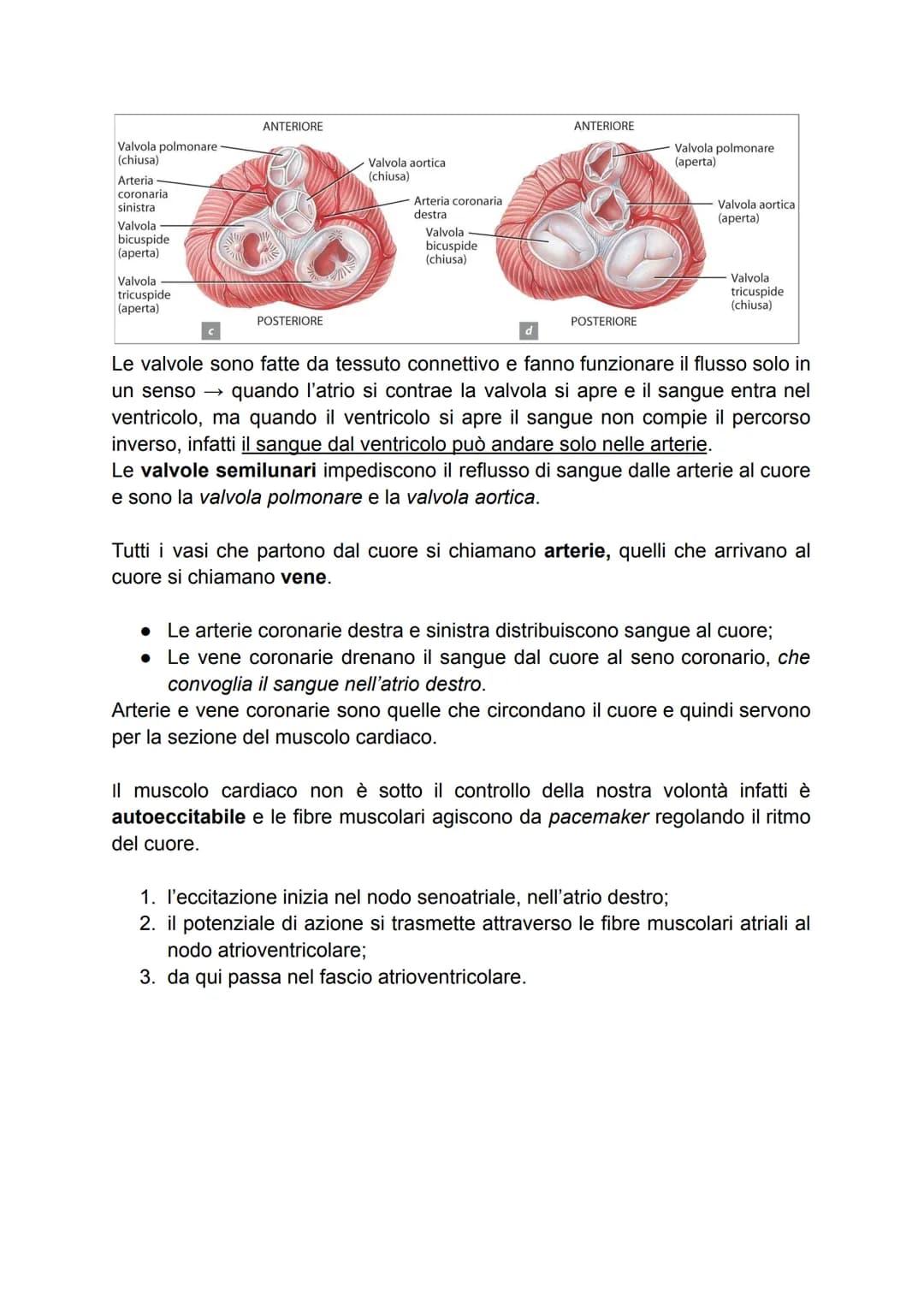 APPARATO CIRCOLATORIO
Dell'apparato circolatorio fanno parte il sangue, il cuore, e il sistema dei vasi.
→ IL CUORE
Il cuore è un muscolo ch