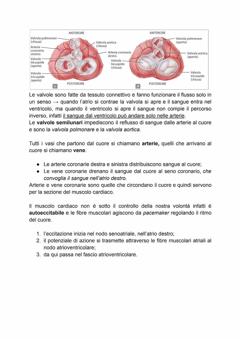 APPARATO CIRCOLATORIO
Dell'apparato circolatorio fanno parte il sangue, il cuore, e il sistema dei vasi.
→ IL CUORE
Il cuore è un muscolo ch