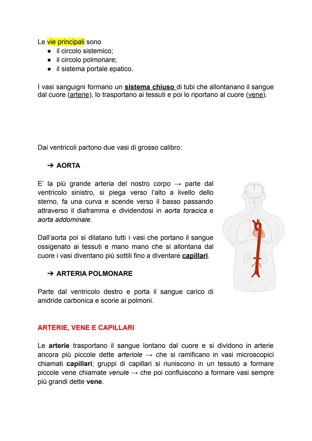 APPARATO CIRCOLATORIO
Dell'apparato circolatorio fanno parte il sangue, il cuore, e il sistema dei vasi.
→ IL CUORE
Il cuore è un muscolo ch