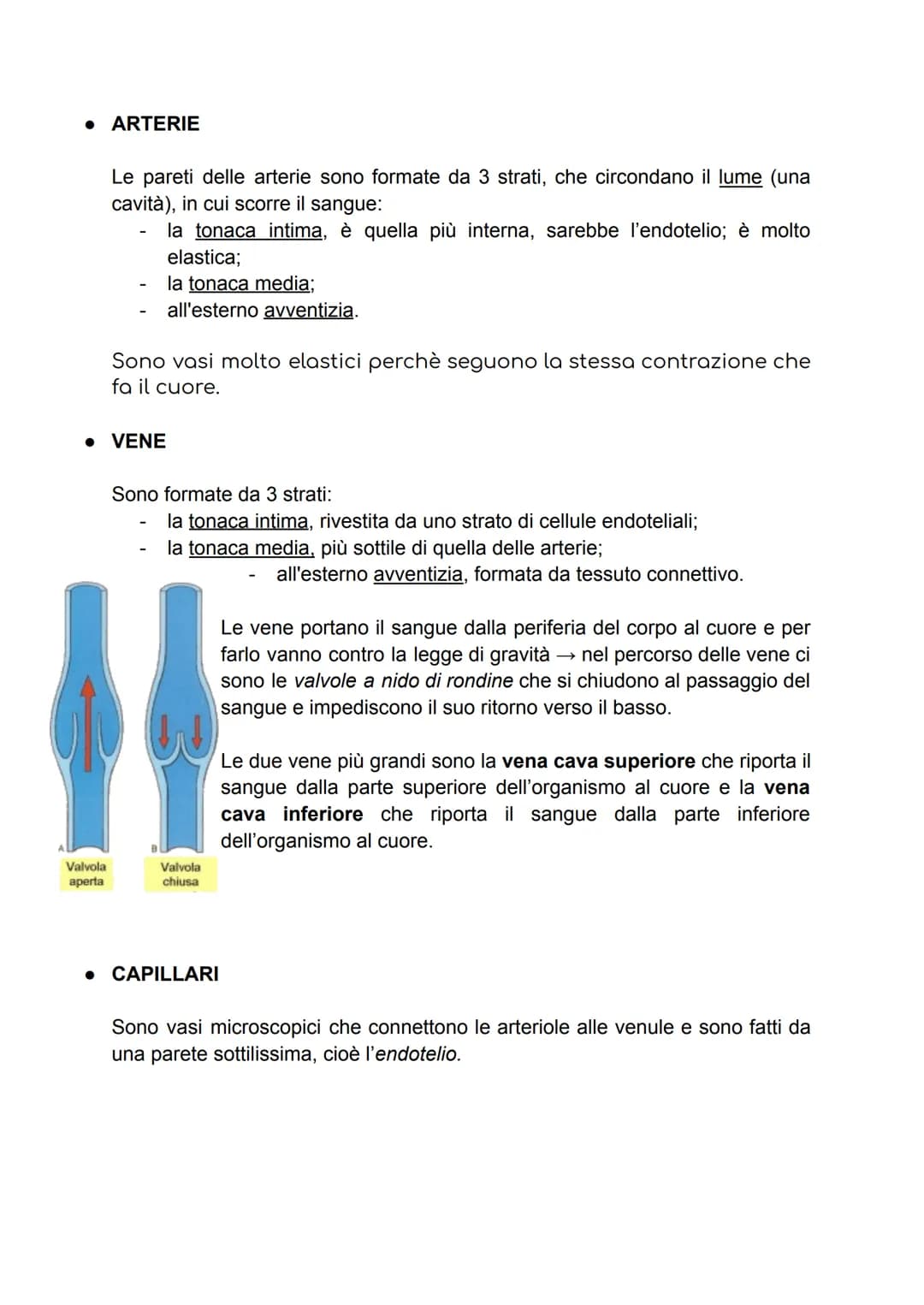 APPARATO CIRCOLATORIO
Dell'apparato circolatorio fanno parte il sangue, il cuore, e il sistema dei vasi.
→ IL CUORE
Il cuore è un muscolo ch