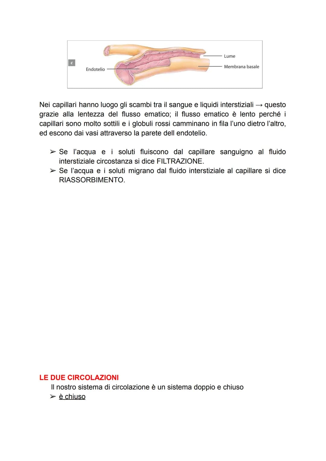 APPARATO CIRCOLATORIO
Dell'apparato circolatorio fanno parte il sangue, il cuore, e il sistema dei vasi.
→ IL CUORE
Il cuore è un muscolo ch