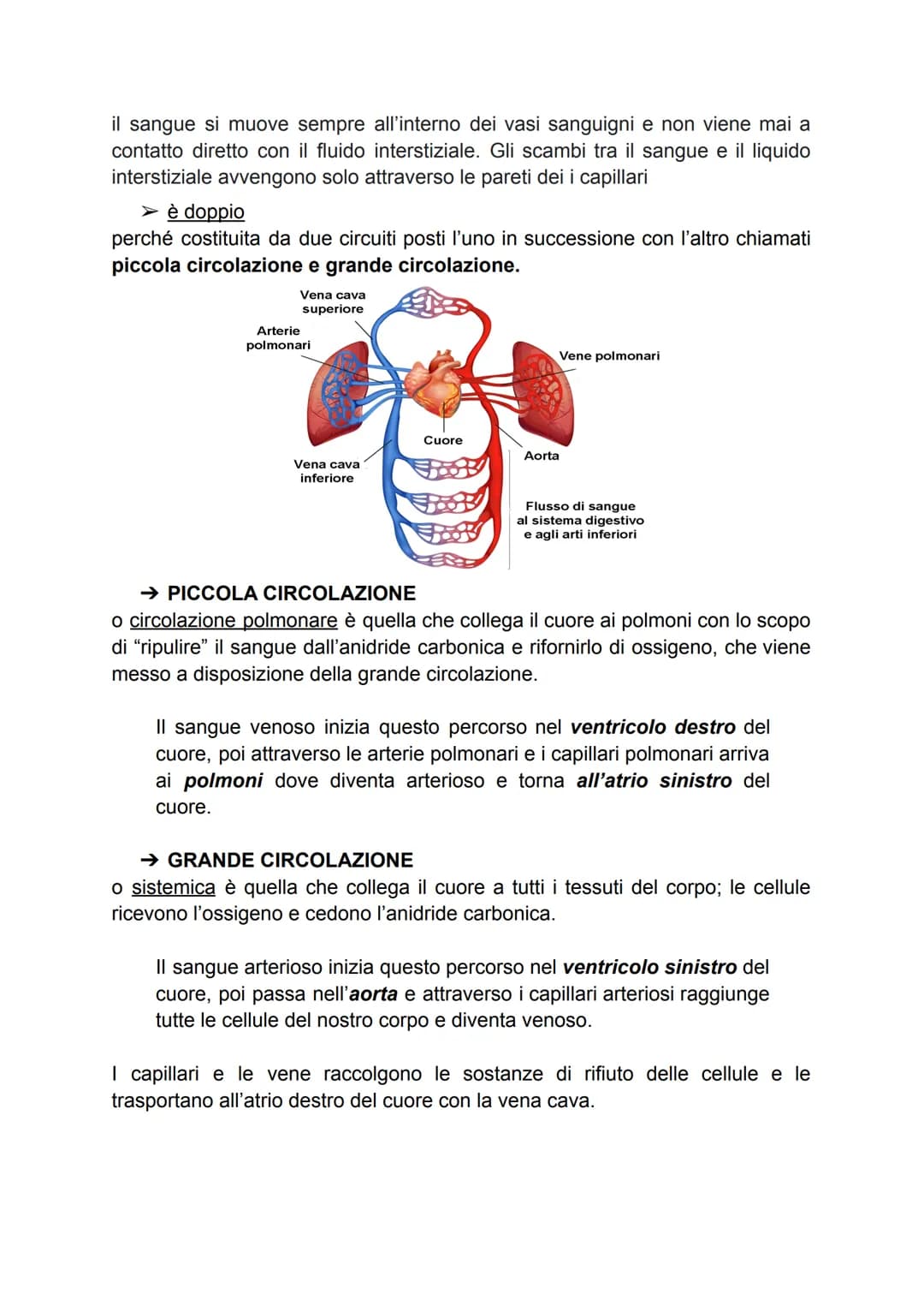 APPARATO CIRCOLATORIO
Dell'apparato circolatorio fanno parte il sangue, il cuore, e il sistema dei vasi.
→ IL CUORE
Il cuore è un muscolo ch