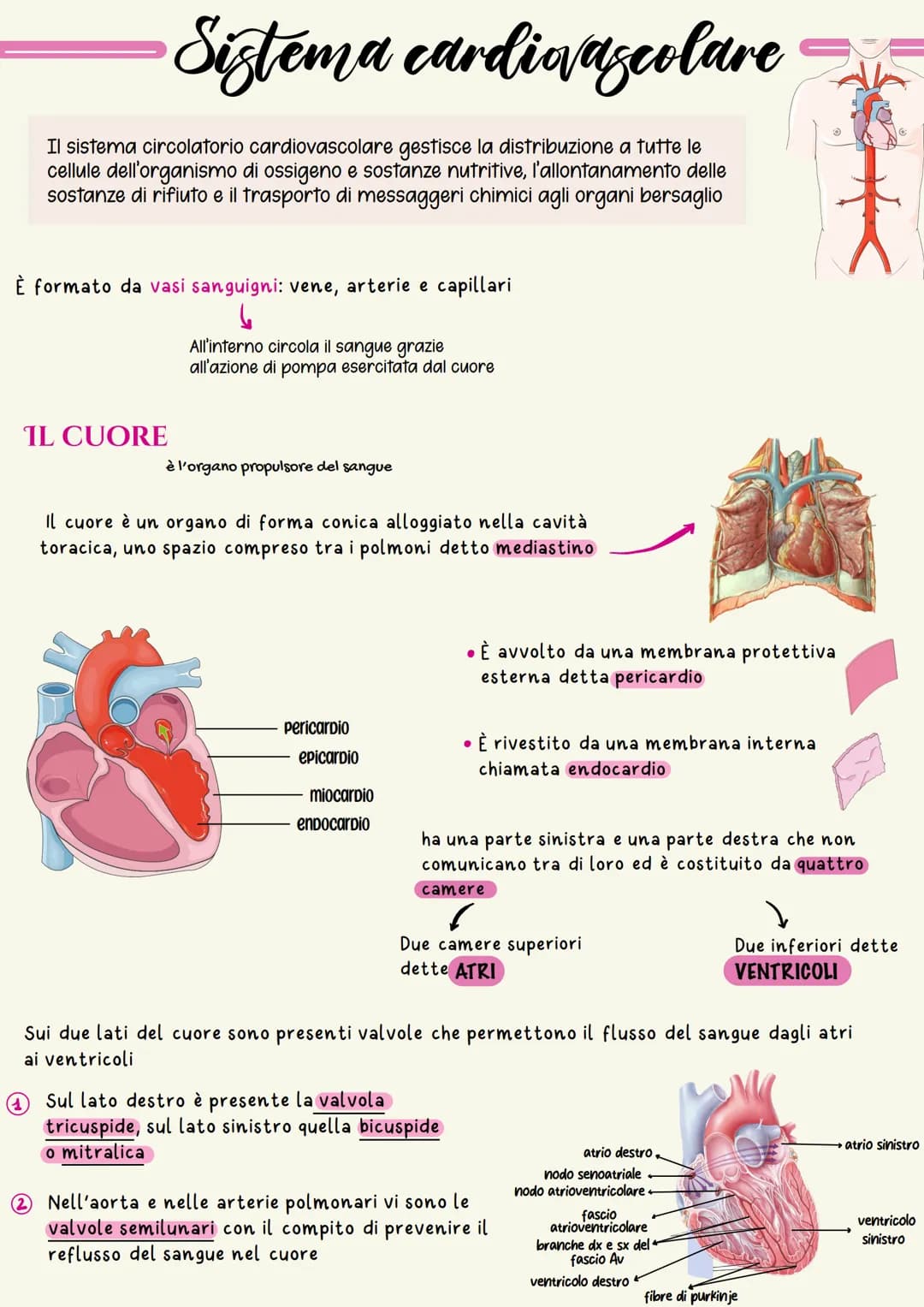 Sistema cardiovascolare
Il sistema circolatorio cardiovascolare gestisce la distribuzione a tutte le
cellule dell'organismo di ossigeno e so