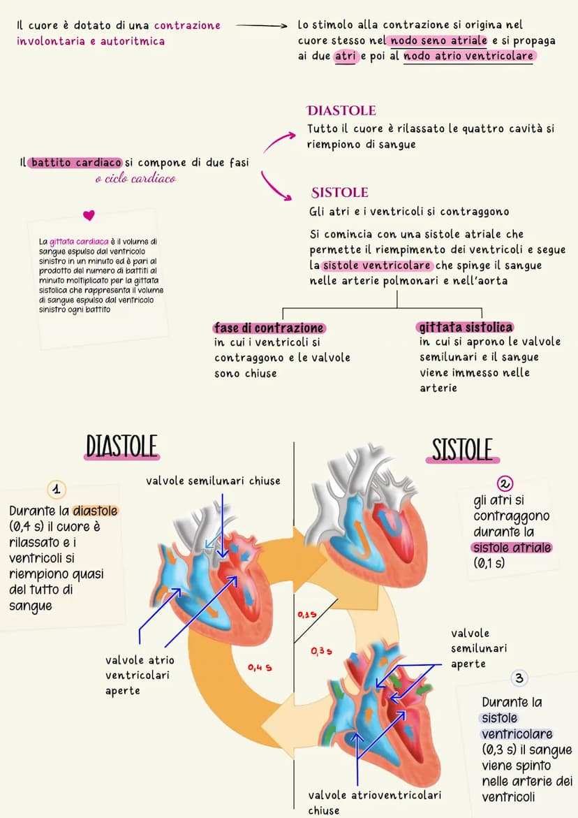 Sistema cardiovascolare
Il sistema circolatorio cardiovascolare gestisce la distribuzione a tutte le
cellule dell'organismo di ossigeno e so