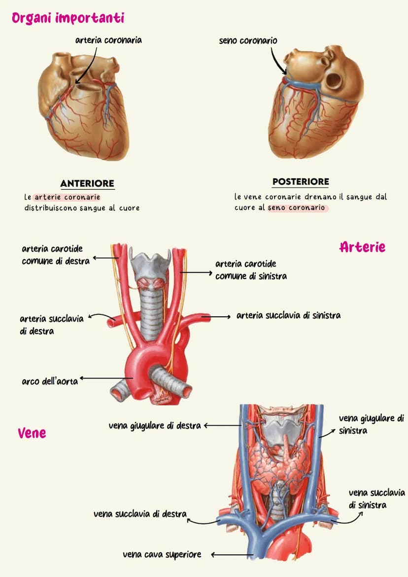 Sistema cardiovascolare
Il sistema circolatorio cardiovascolare gestisce la distribuzione a tutte le
cellule dell'organismo di ossigeno e so