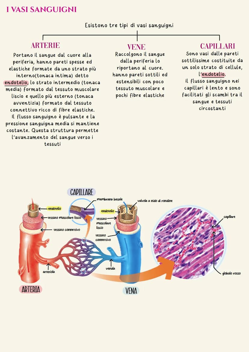 Sistema cardiovascolare
Il sistema circolatorio cardiovascolare gestisce la distribuzione a tutte le
cellule dell'organismo di ossigeno e so