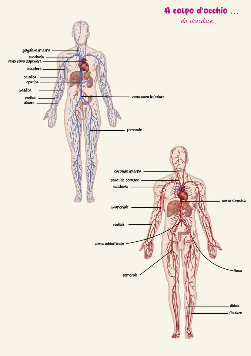 Sistema cardiovascolare
Il sistema circolatorio cardiovascolare gestisce la distribuzione a tutte le
cellule dell'organismo di ossigeno e so