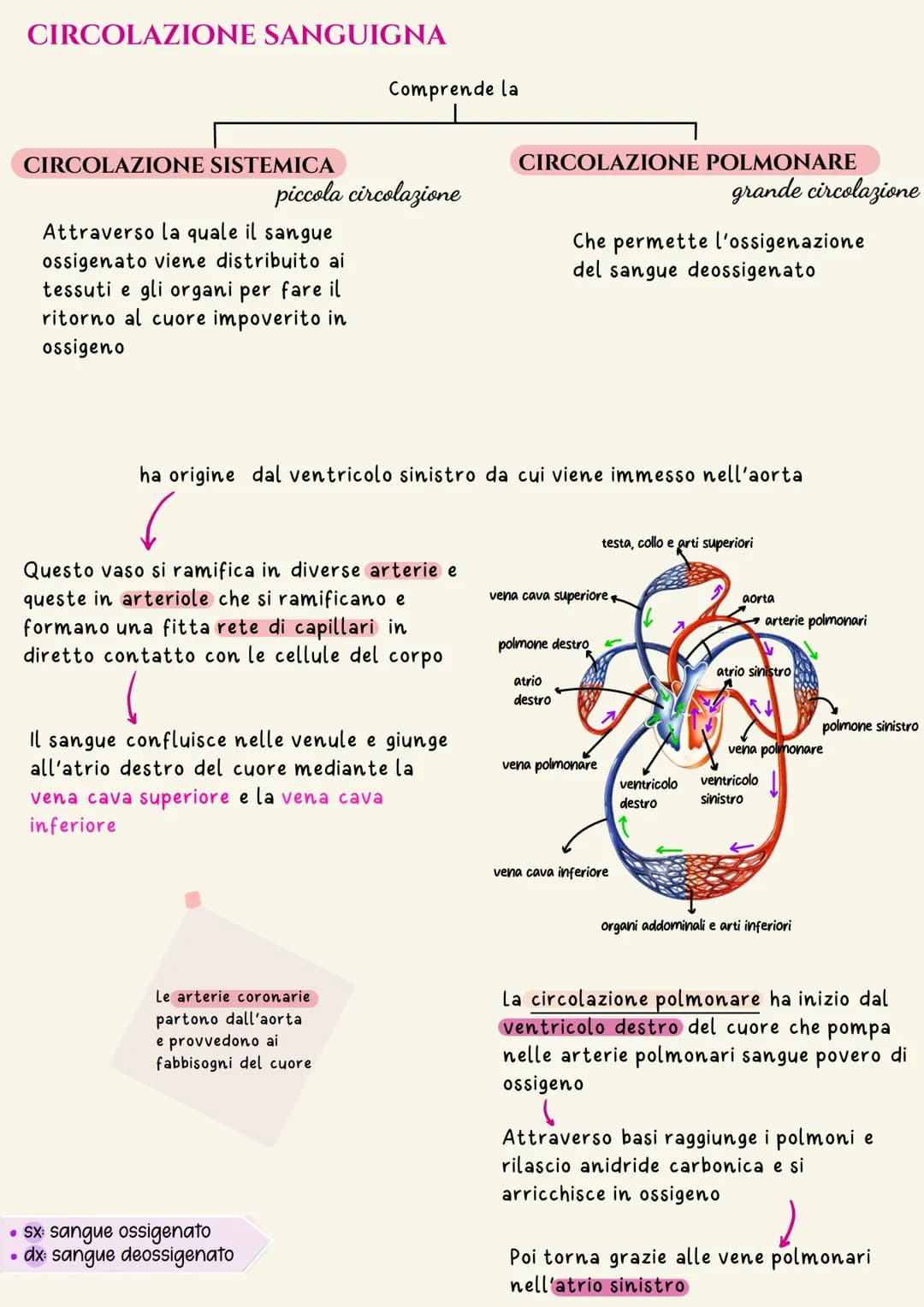 Sistema cardiovascolare
Il sistema circolatorio cardiovascolare gestisce la distribuzione a tutte le
cellule dell'organismo di ossigeno e so