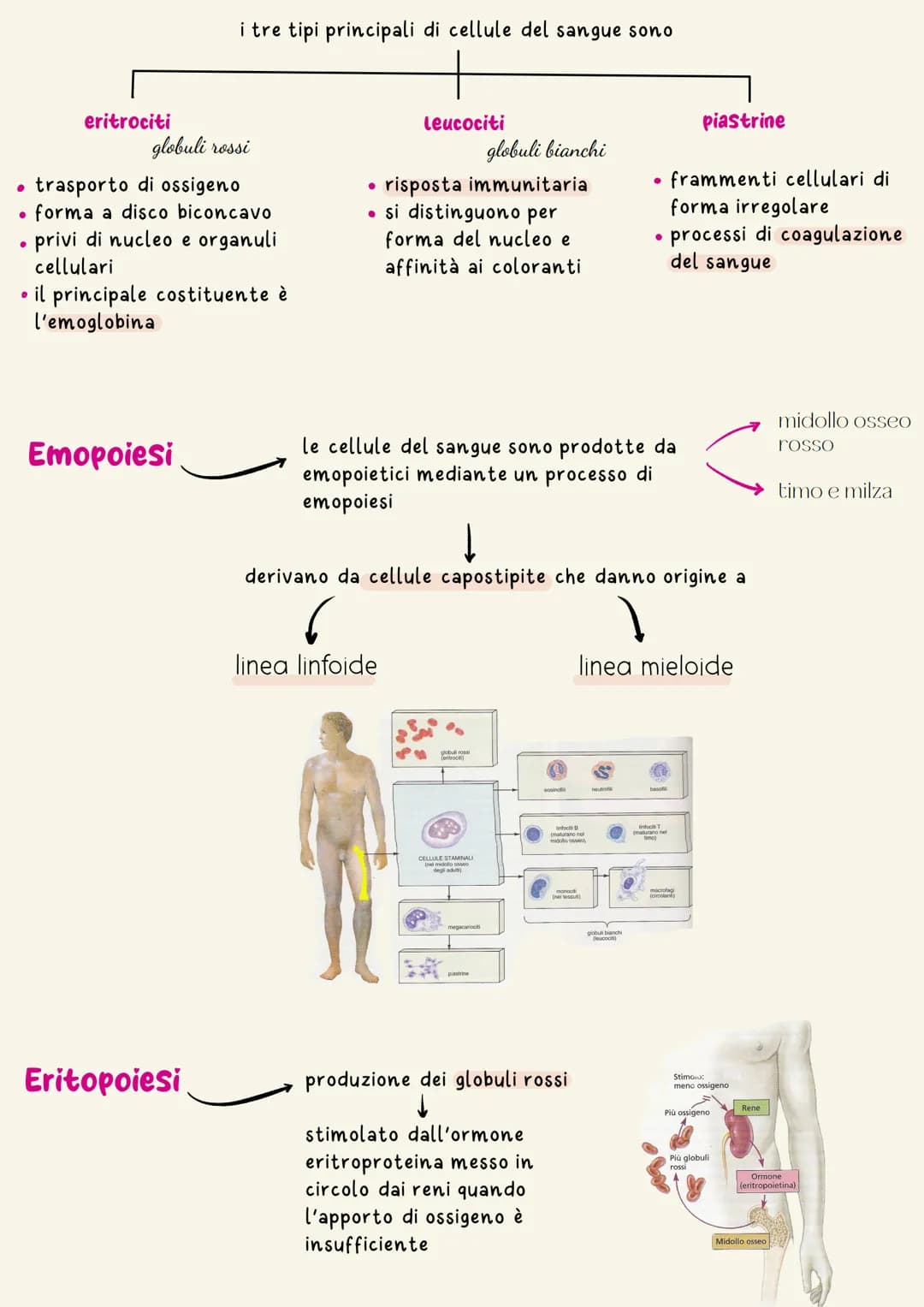 Sistema cardiovascolare
Il sistema circolatorio cardiovascolare gestisce la distribuzione a tutte le
cellule dell'organismo di ossigeno e so