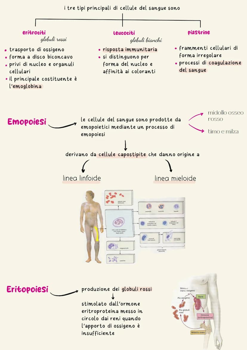 Sistema cardiovascolare
Il sistema circolatorio cardiovascolare gestisce la distribuzione a tutte le
cellule dell'organismo di ossigeno e so