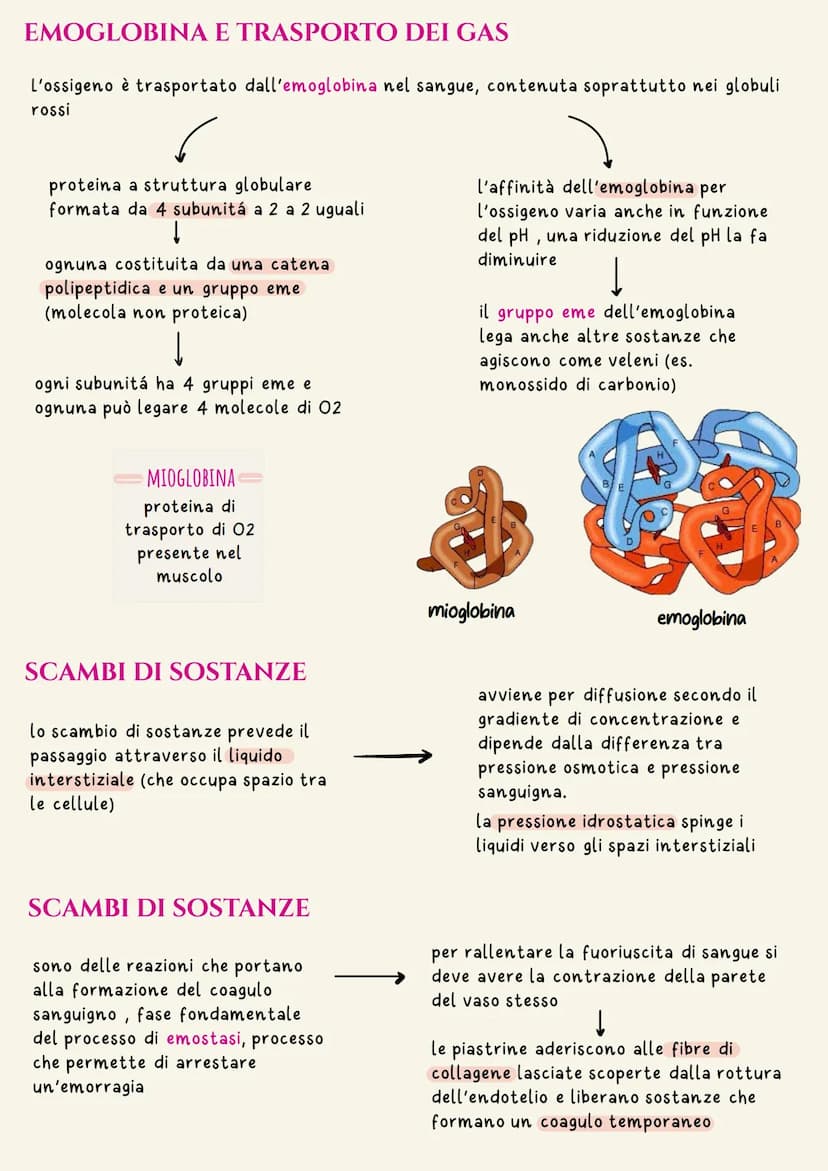Sistema cardiovascolare
Il sistema circolatorio cardiovascolare gestisce la distribuzione a tutte le
cellule dell'organismo di ossigeno e so