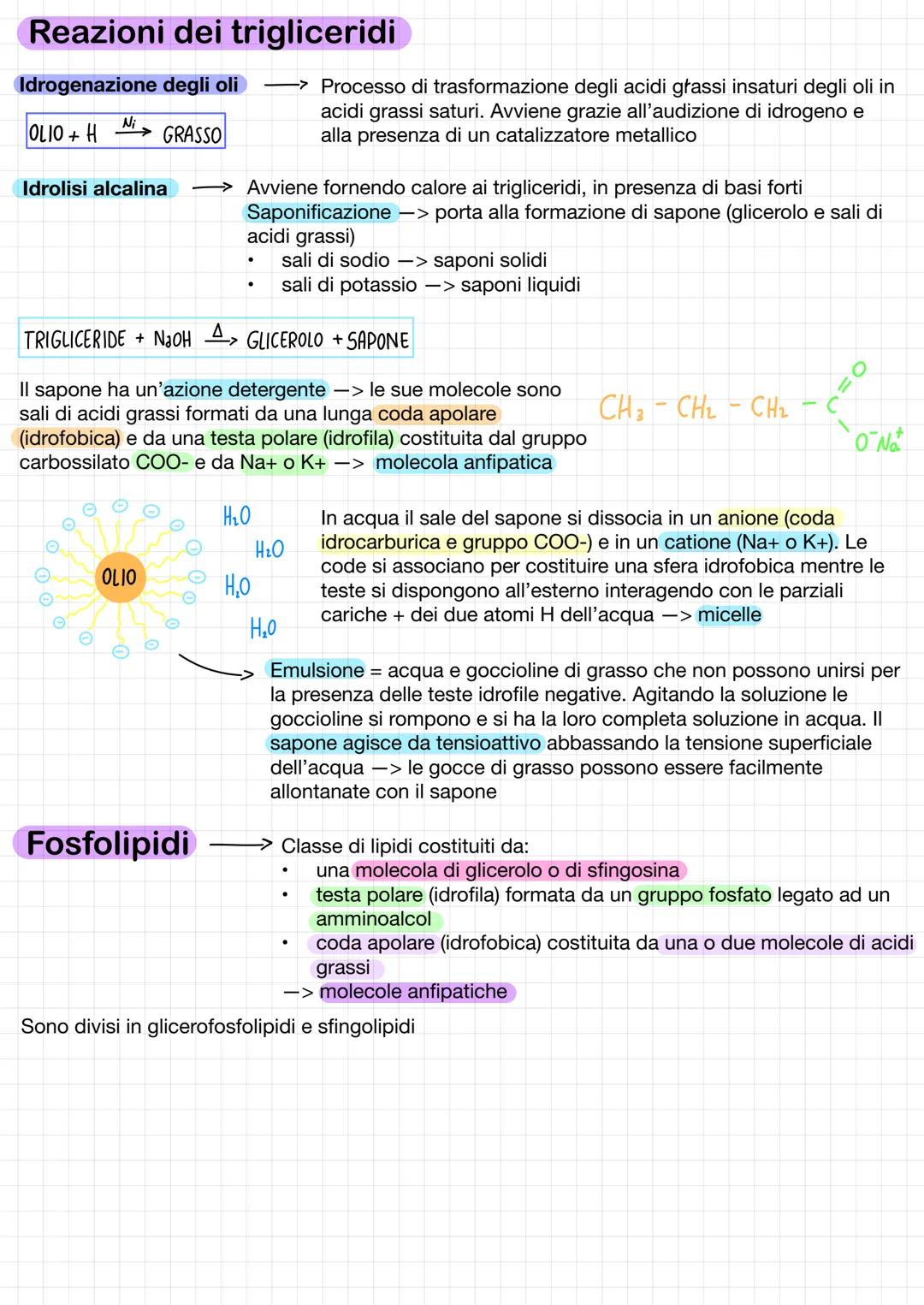 .
Lipidi
Divisi in due grandi gruppi:
saponificabili o complessi -> trigliceridi fosfolipidi e glicolipidi
.
Funzioni:
->>
Classe di compost
