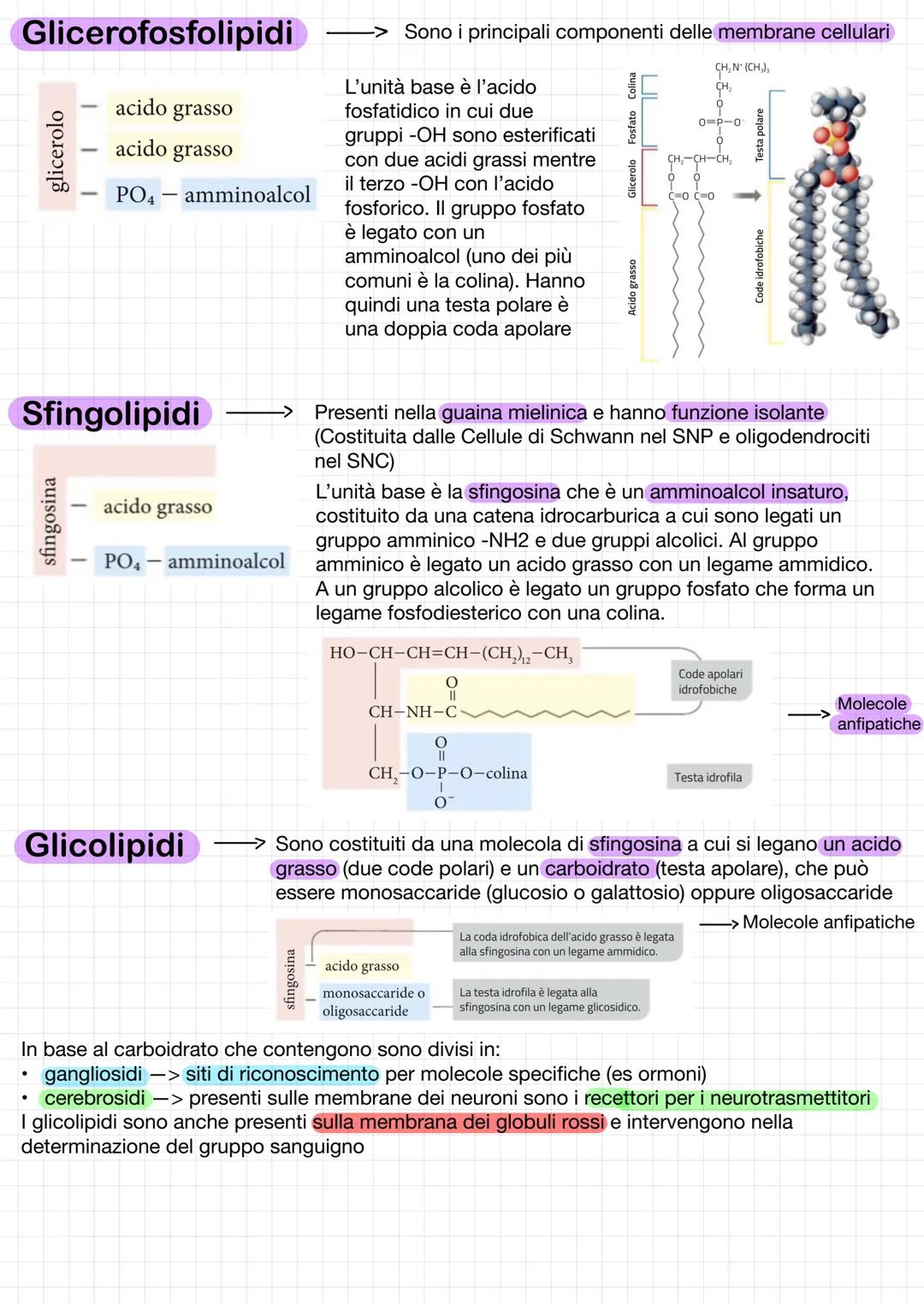 .
Lipidi
Divisi in due grandi gruppi:
saponificabili o complessi -> trigliceridi fosfolipidi e glicolipidi
.
Funzioni:
->>
Classe di compost