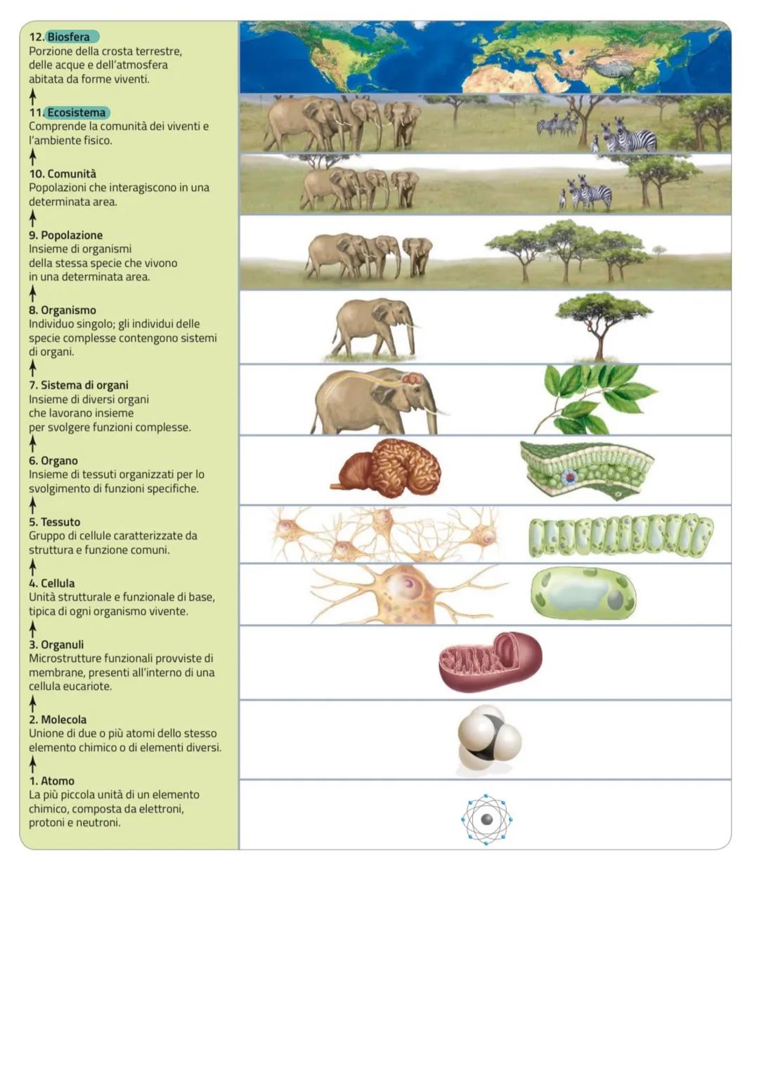 biology le caratteristiche degli
esseri viventi
La Biologia
archei
biology
GLI ESSERI
VIVENTI
sono
classificati
in
3 domini
batteri
sono
stu