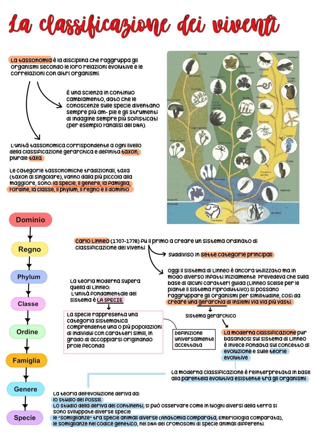 biology le caratteristiche degli
esseri viventi
La Biologia
archei
biology
GLI ESSERI
VIVENTI
sono
classificati
in
3 domini
batteri
sono
stu