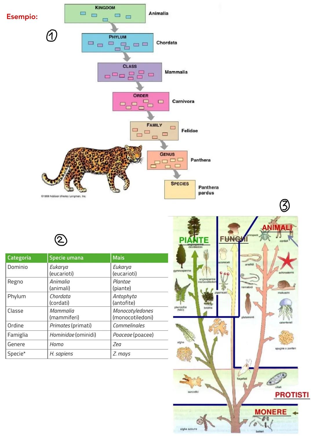 biology le caratteristiche degli
esseri viventi
La Biologia
archei
biology
GLI ESSERI
VIVENTI
sono
classificati
in
3 domini
batteri
sono
stu