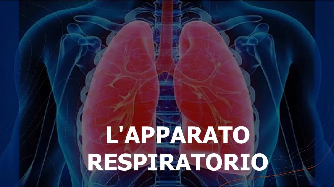 apparato respiratorio