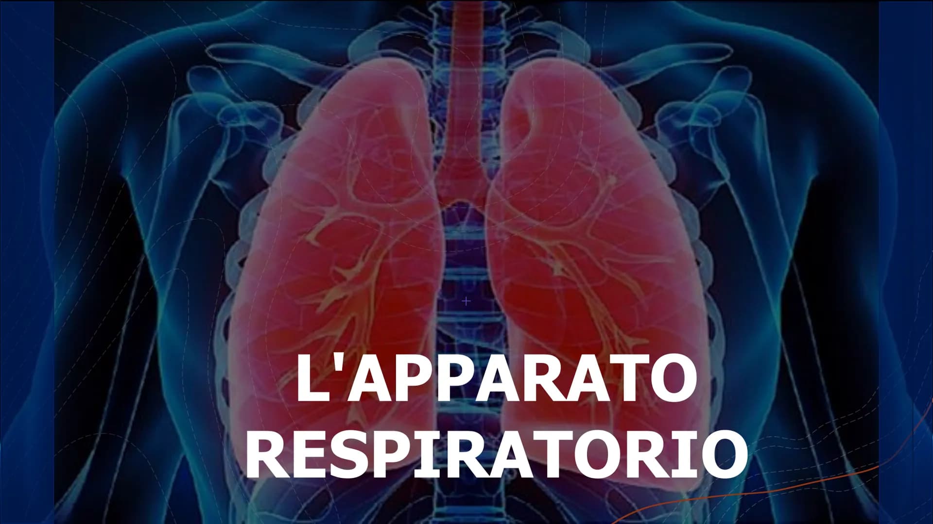 +
L'APPARATO
RESPIRATORIO L'apparato respiratorio è l'insieme degli organi
deputati allo scambio di ossigeno e anidride
carbonica tra l'orga