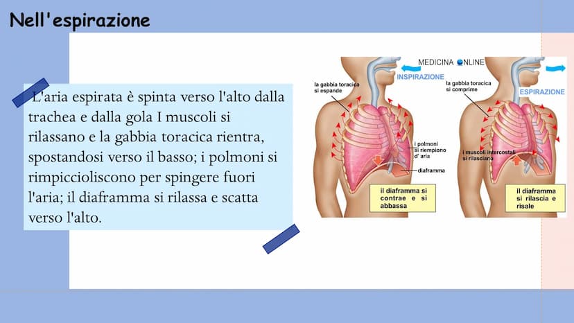 +
L'APPARATO
RESPIRATORIO L'apparato respiratorio è l'insieme degli organi
deputati allo scambio di ossigeno e anidride
carbonica tra l'orga