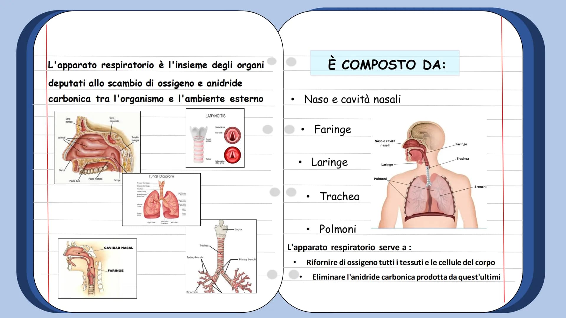 +
L'APPARATO
RESPIRATORIO L'apparato respiratorio è l'insieme degli organi
deputati allo scambio di ossigeno e anidride
carbonica tra l'orga