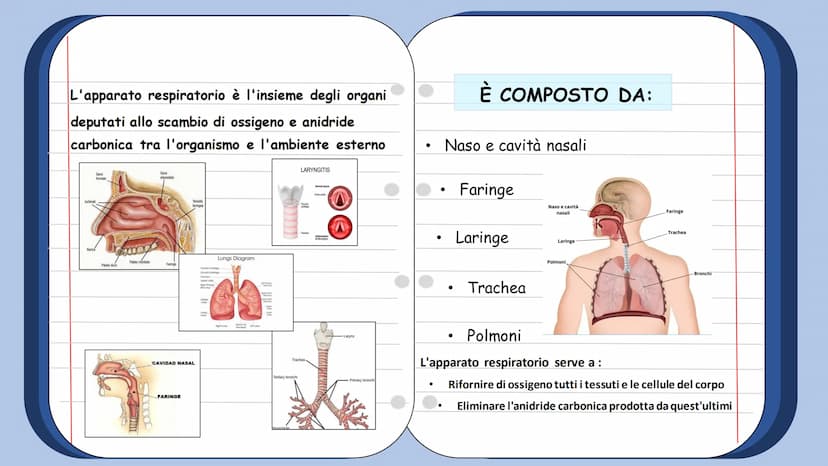 +
L'APPARATO
RESPIRATORIO L'apparato respiratorio è l'insieme degli organi
deputati allo scambio di ossigeno e anidride
carbonica tra l'orga
