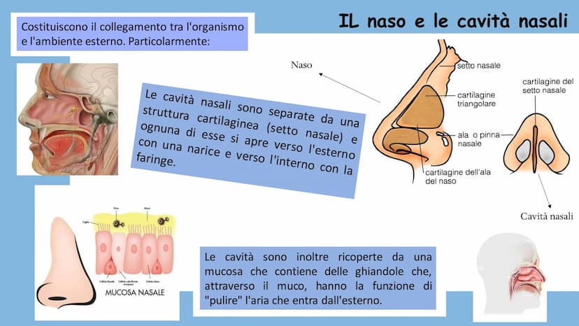 +
L'APPARATO
RESPIRATORIO L'apparato respiratorio è l'insieme degli organi
deputati allo scambio di ossigeno e anidride
carbonica tra l'orga