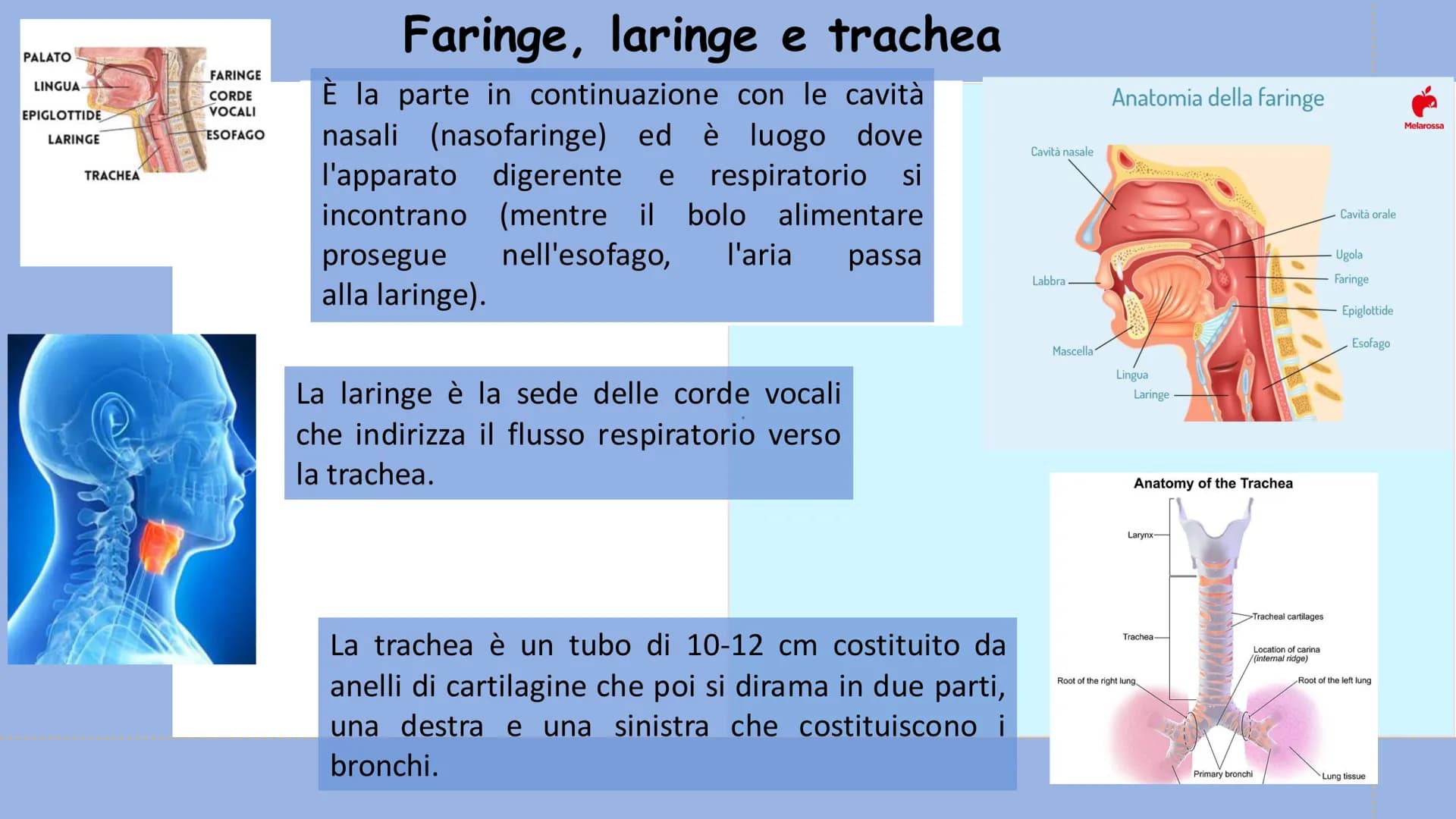 +
L'APPARATO
RESPIRATORIO L'apparato respiratorio è l'insieme degli organi
deputati allo scambio di ossigeno e anidride
carbonica tra l'orga