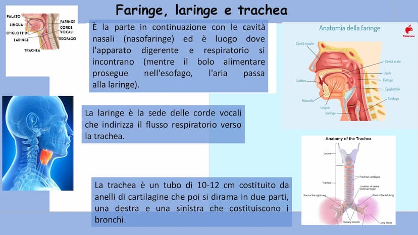 +
L'APPARATO
RESPIRATORIO L'apparato respiratorio è l'insieme degli organi
deputati allo scambio di ossigeno e anidride
carbonica tra l'orga