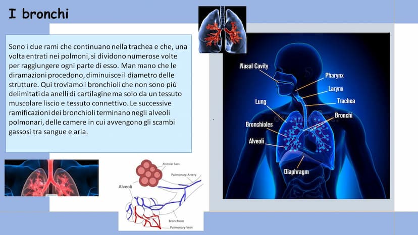 +
L'APPARATO
RESPIRATORIO L'apparato respiratorio è l'insieme degli organi
deputati allo scambio di ossigeno e anidride
carbonica tra l'orga