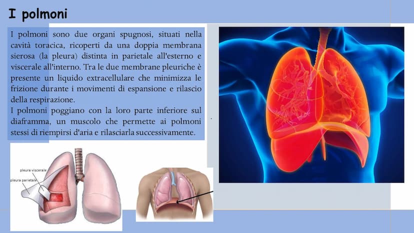 +
L'APPARATO
RESPIRATORIO L'apparato respiratorio è l'insieme degli organi
deputati allo scambio di ossigeno e anidride
carbonica tra l'orga