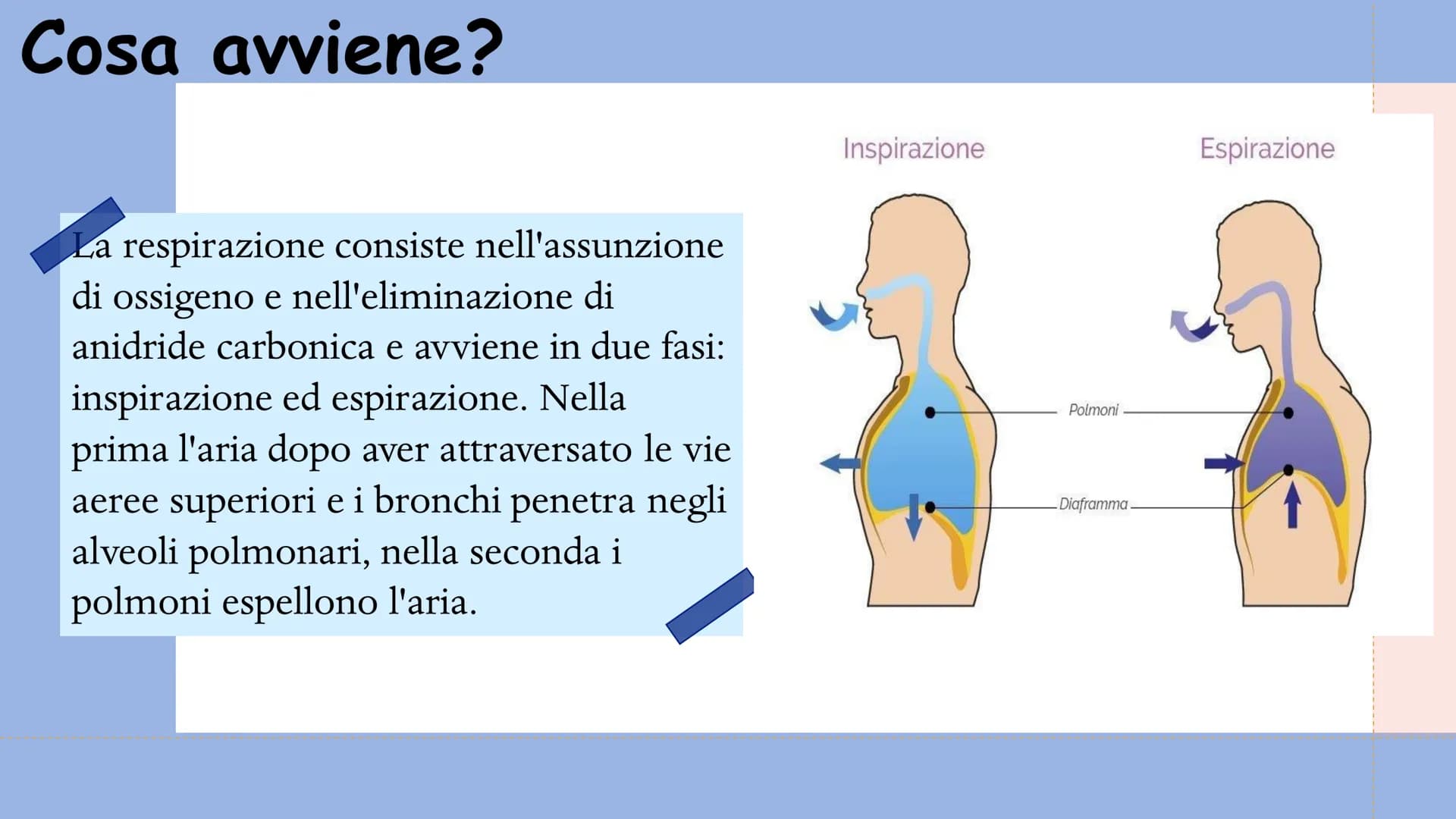+
L'APPARATO
RESPIRATORIO L'apparato respiratorio è l'insieme degli organi
deputati allo scambio di ossigeno e anidride
carbonica tra l'orga