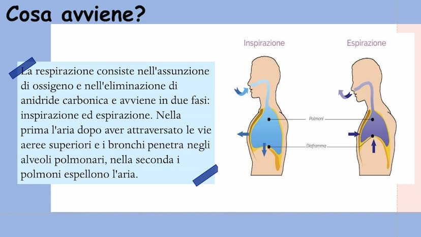 +
L'APPARATO
RESPIRATORIO L'apparato respiratorio è l'insieme degli organi
deputati allo scambio di ossigeno e anidride
carbonica tra l'orga