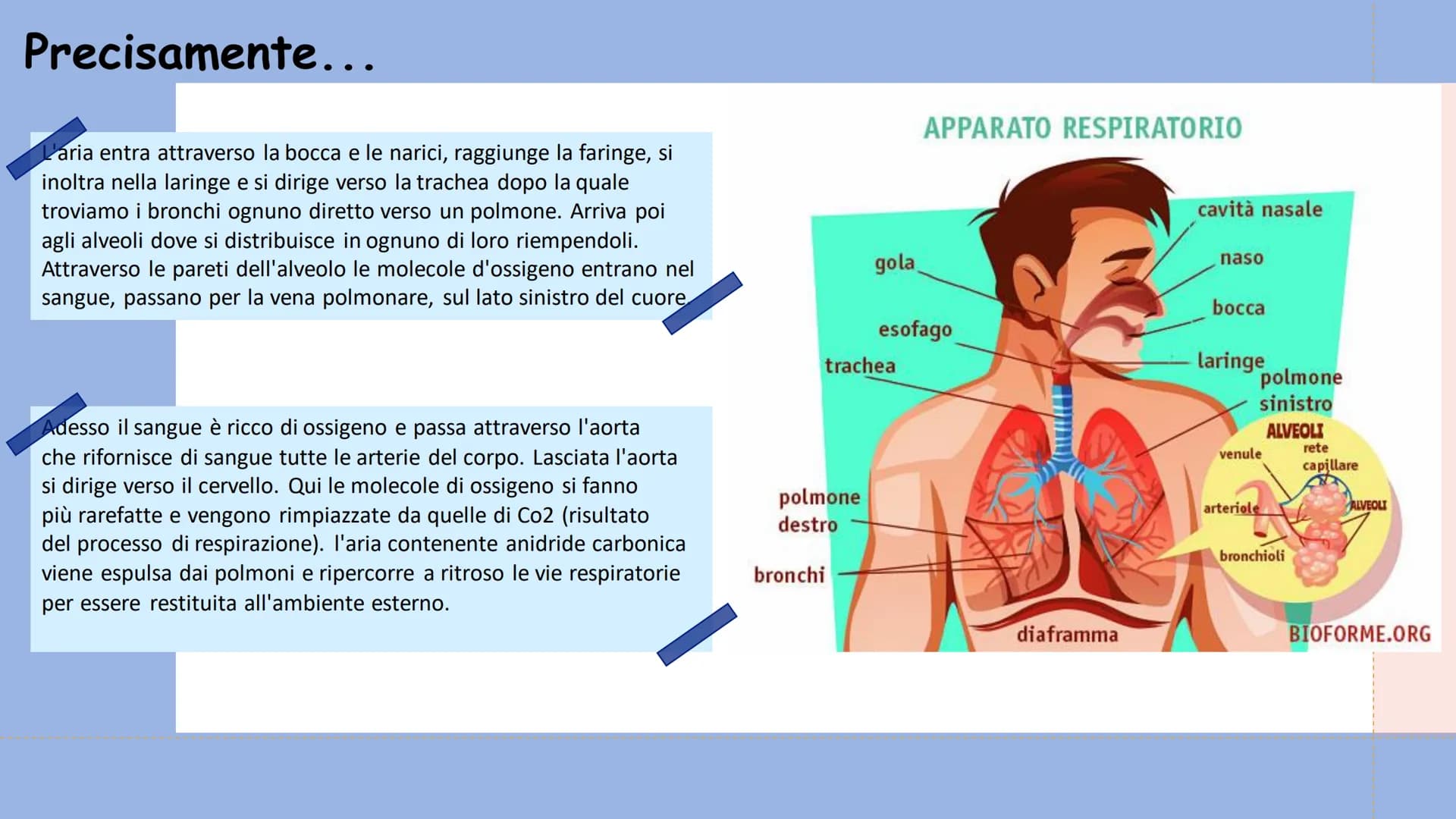 +
L'APPARATO
RESPIRATORIO L'apparato respiratorio è l'insieme degli organi
deputati allo scambio di ossigeno e anidride
carbonica tra l'orga