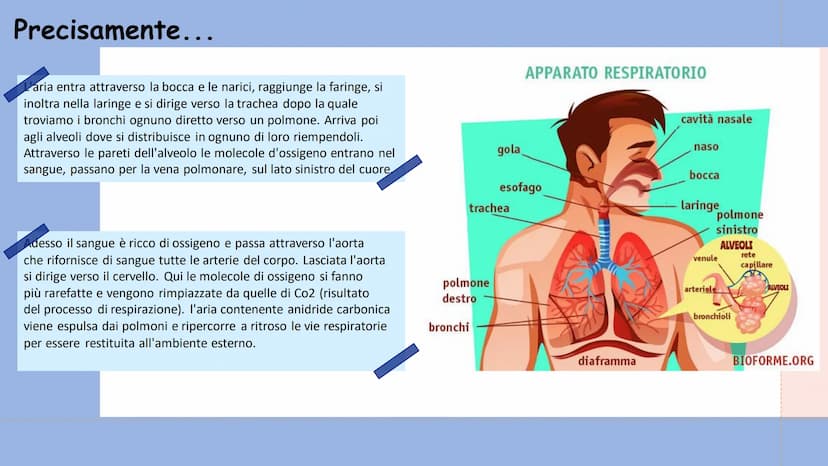 +
L'APPARATO
RESPIRATORIO L'apparato respiratorio è l'insieme degli organi
deputati allo scambio di ossigeno e anidride
carbonica tra l'orga