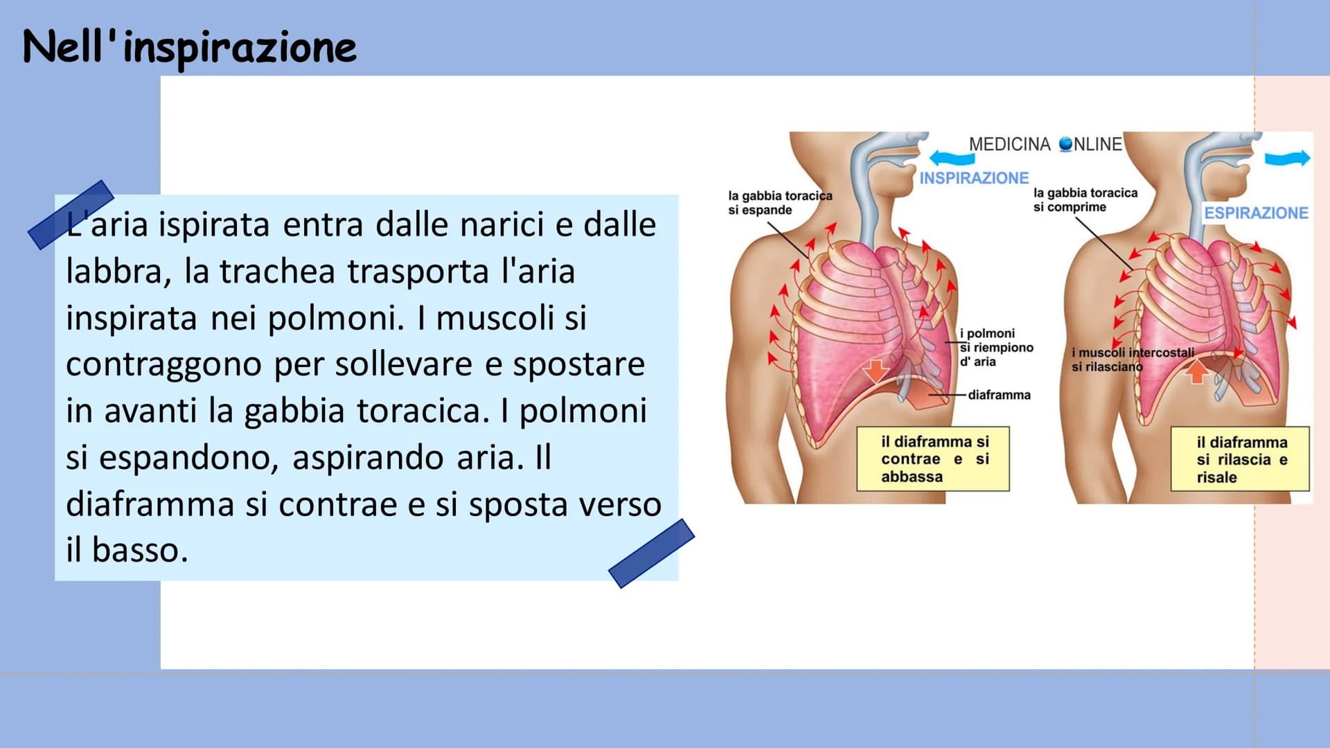 +
L'APPARATO
RESPIRATORIO L'apparato respiratorio è l'insieme degli organi
deputati allo scambio di ossigeno e anidride
carbonica tra l'orga