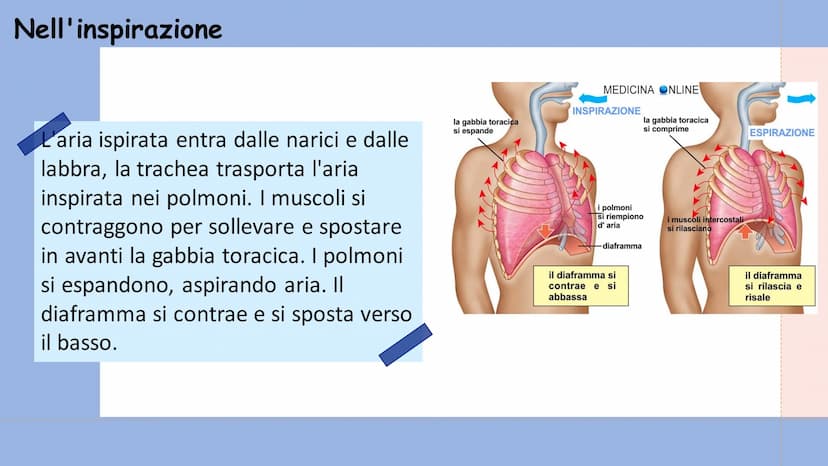 +
L'APPARATO
RESPIRATORIO L'apparato respiratorio è l'insieme degli organi
deputati allo scambio di ossigeno e anidride
carbonica tra l'orga