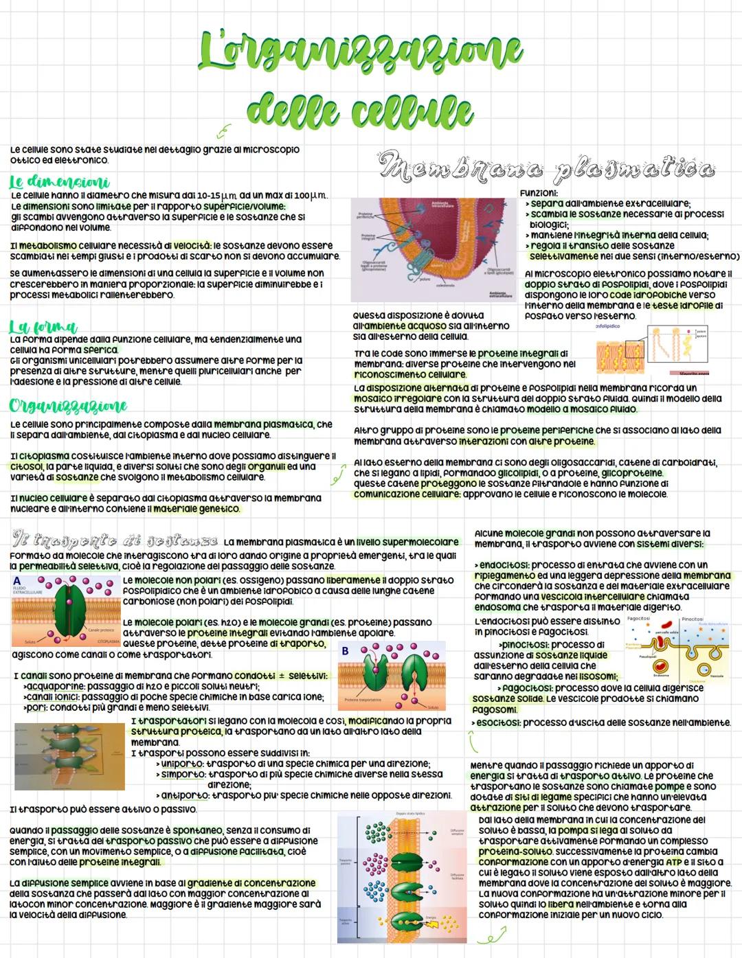 (
Origine della vita:
le prime cellule
Origine della materia
secondo diverse teorie, l'energia e la materia
erano concentrati in un unico PU