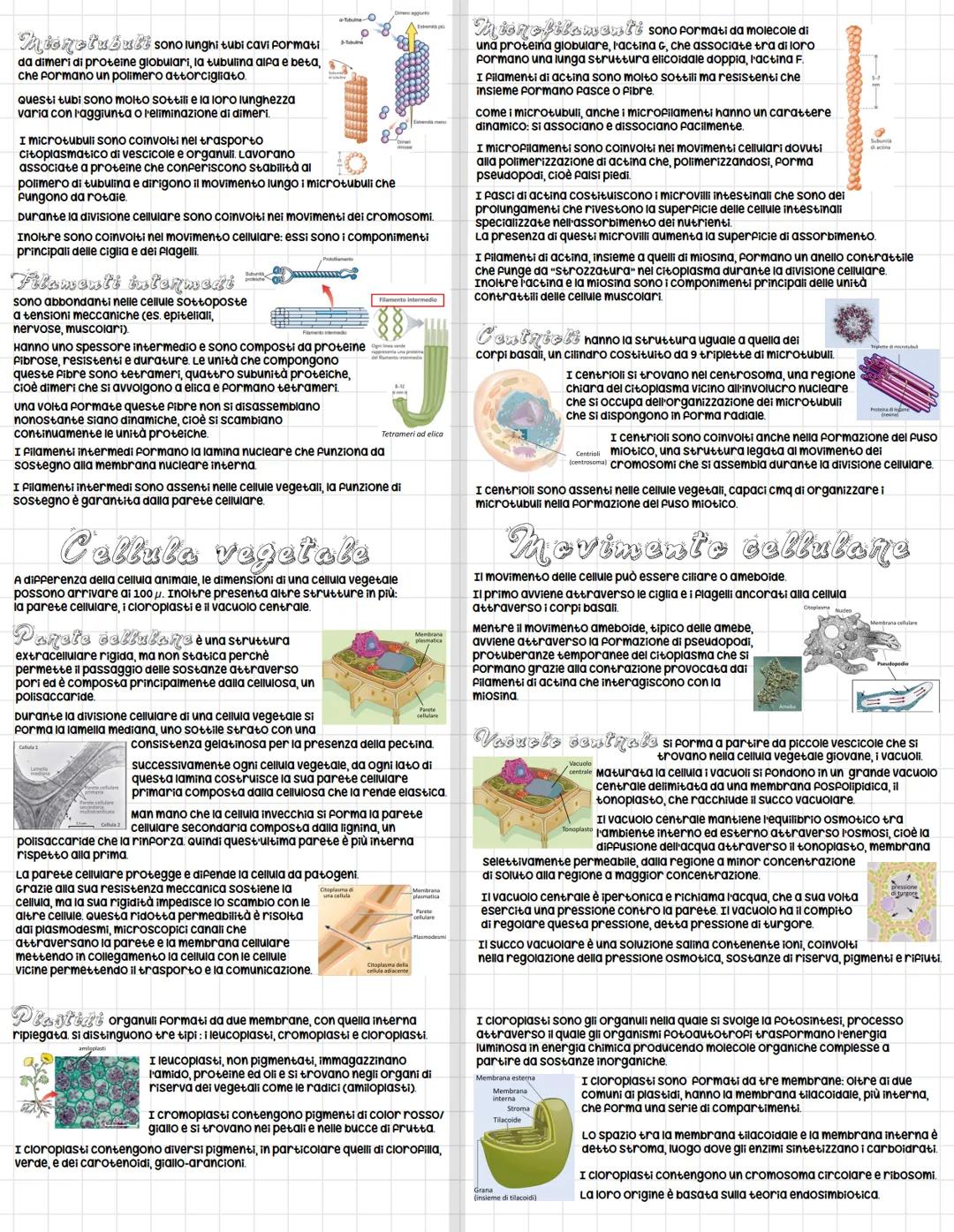 (
Origine della vita:
le prime cellule
Origine della materia
secondo diverse teorie, l'energia e la materia
erano concentrati in un unico PU