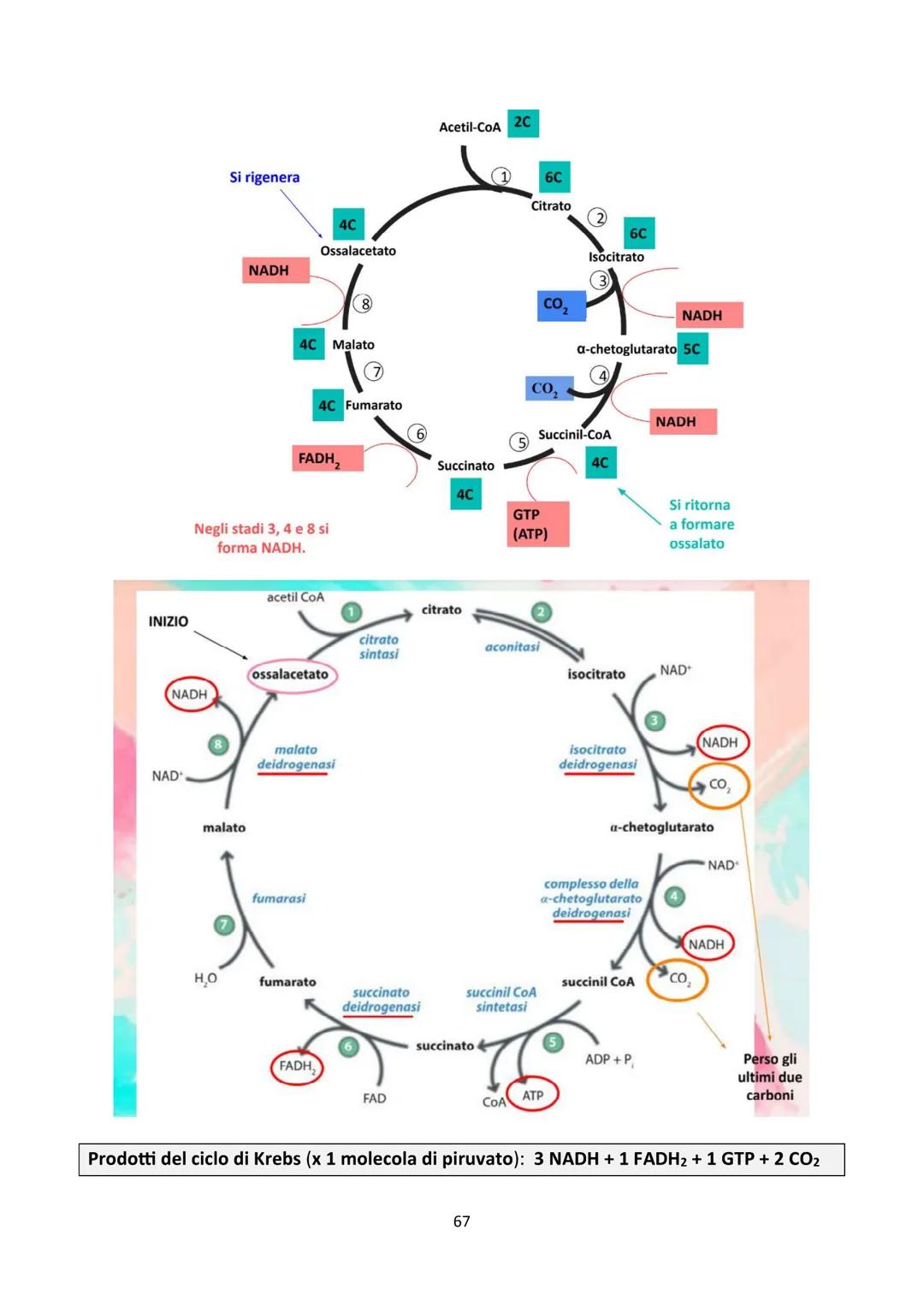 4) INTRODUZIONE
CICLO DI KREBS
Vaso
sanguigno
Esterno
della cellula
Ossigeno
Glicolisi
Glucosio-Piruvato
NADH
NADH
0
Reazione
preparatoria
C